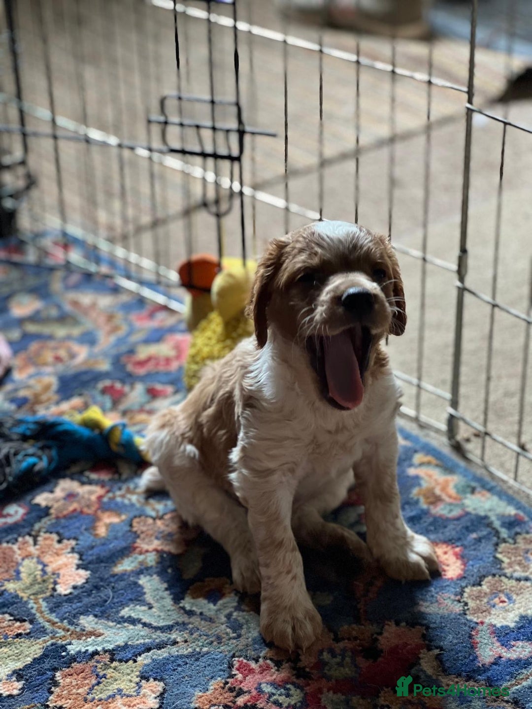 Brittany Spaniel dogs for sale: Brittany puppies for sale  - Image 20