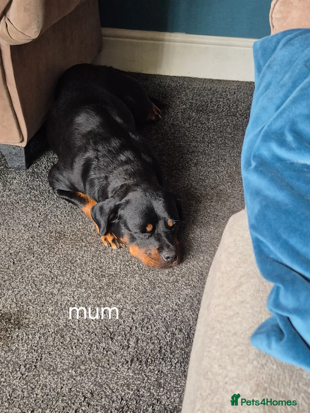 Rottweiler dogs for sale: Rottweiler puppies  in Nottingham - Advert 2