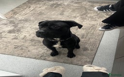 Cane Corso dogs for sale: Cane Corso - Image 1
