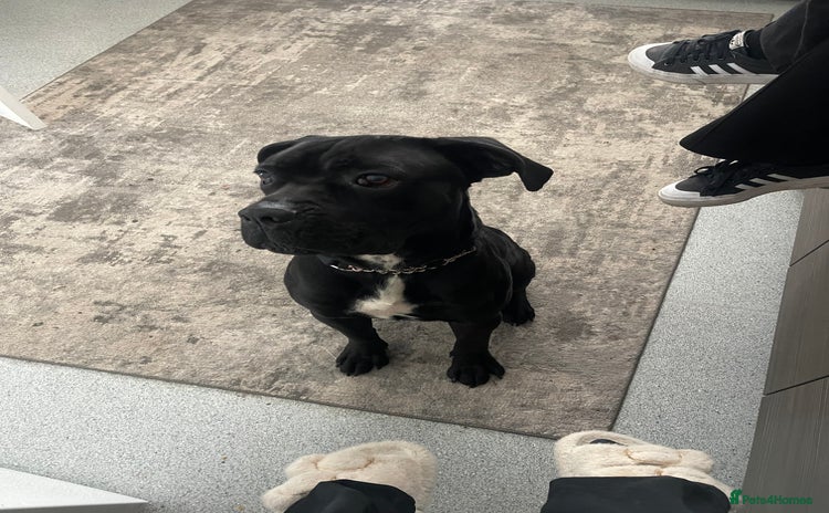 Cane Corso dogs - Advert 2