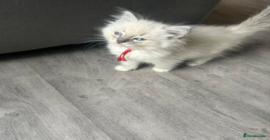 Ragdoll cats - Advert 4