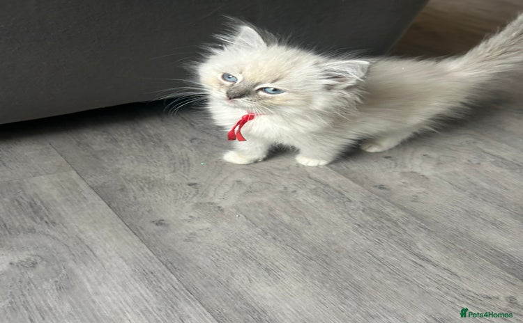 Ragdoll cats - Advert 10