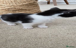 Mixed Breed cats for sale: Heart-Marked & Beautiful Kittens Ready - Image 11
