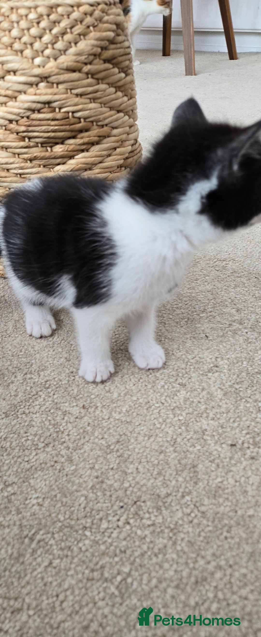 Mixed Breed cats for sale: Heart-Marked & Beautiful Kittens Ready - Image 11