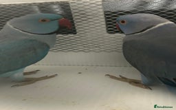 Ringnecks birds for sale: Stunning Baby Indian Ringnecks  - Image 15