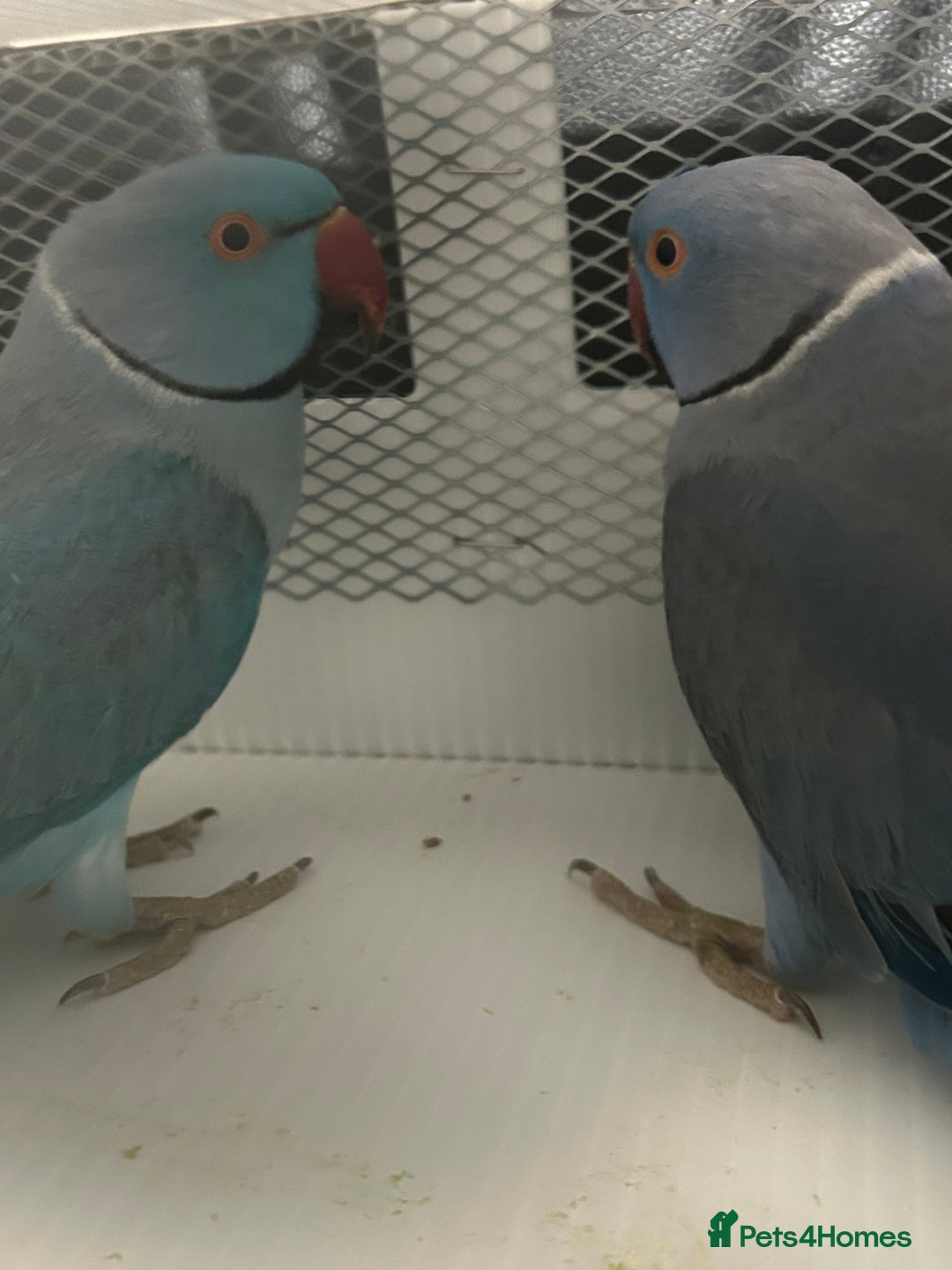 Ringnecks birds for sale: Stunning Baby Indian Ringnecks  - Image 15