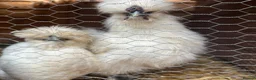 Mixed Breed birds for sale: Silky Chickens  - Advert 2