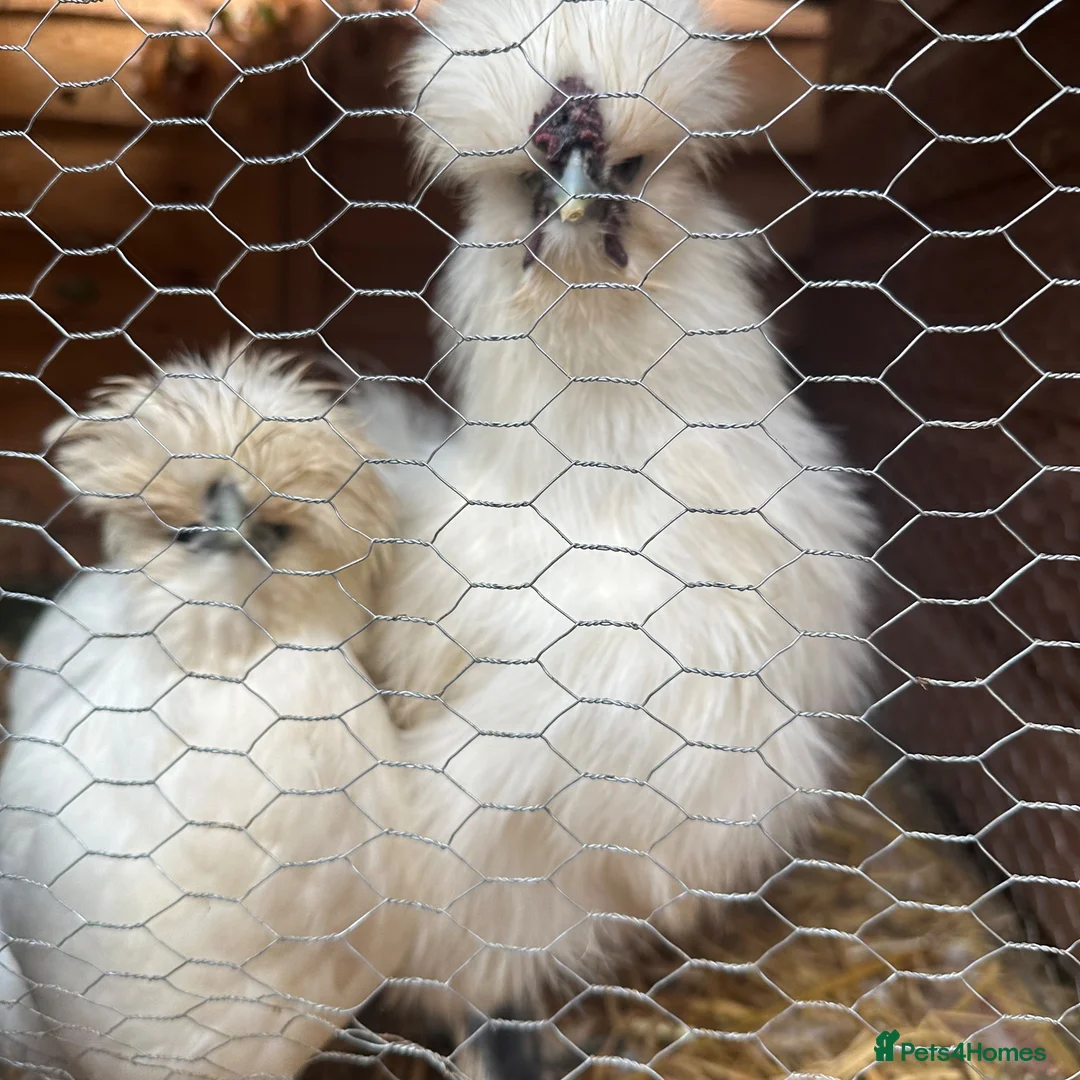 Mixed Breed birds for sale: Silky Chickens  - Advert 2