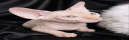 Sphynx cats for sale: Beautiful  Kittens 2 Boys & 1 Girl Available 💎 - Advert 28