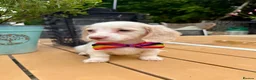 Miniature Dachshund dogs for sale: Piebald & Cream Longhairs  - Advert 2