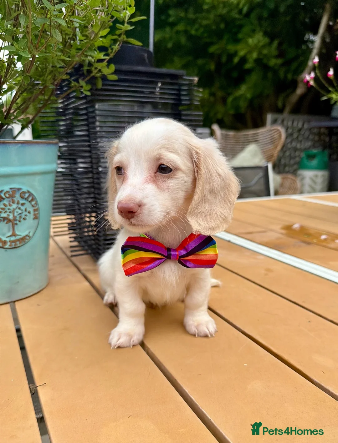 Miniature Dachshund dogs for sale: Piebald & Cream Longhairs  - Advert 2