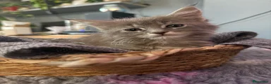 Maine Coon 1