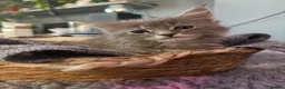 Maine Coon cats for sale: Beautiful Maine Coon kittens **READY NOW*** - Advert 8