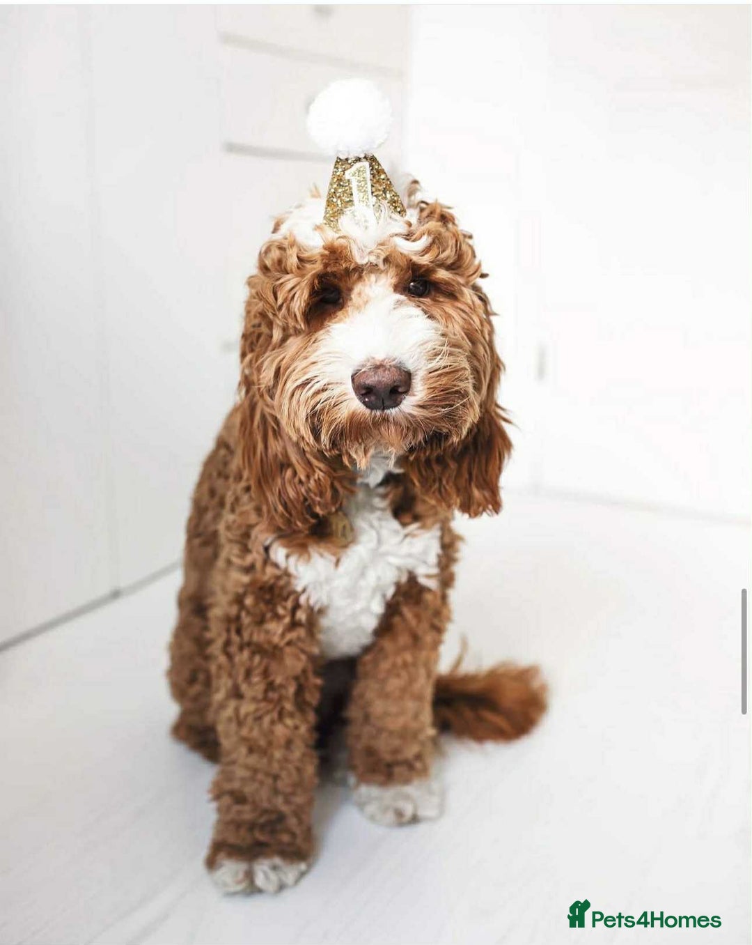 Australian Labradoodle dogs for sale: WAITING LIST FOR PUPPIES – NOW OPEN - Advert 4