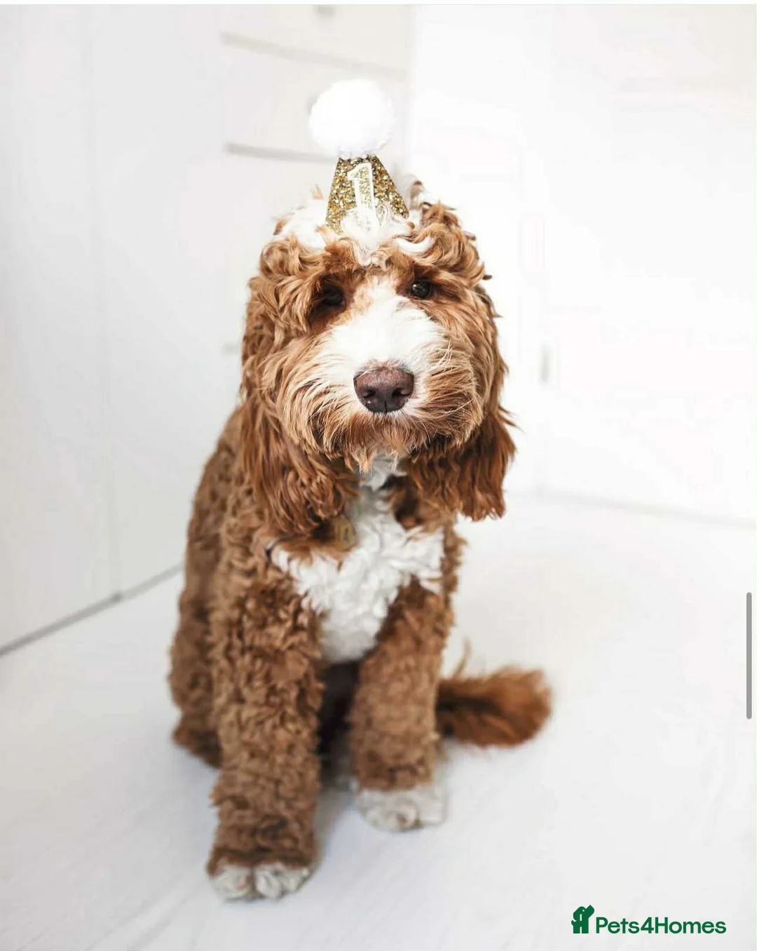 Australian Labradoodle dogs for sale: One male puppy available for reservation - Advert 4