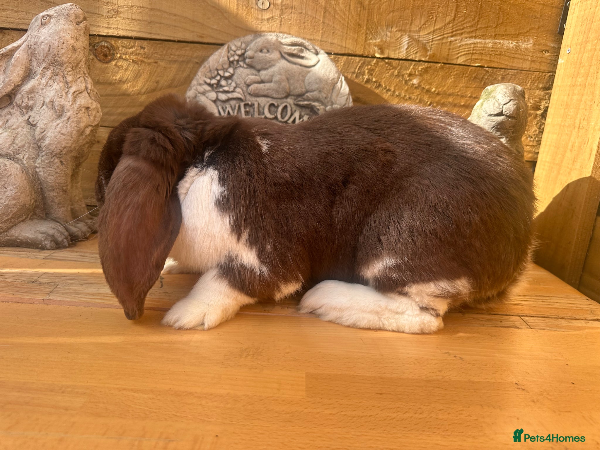 French Lop rabbits for sale: French lop - Advert 12