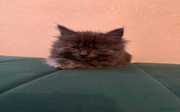 Ragdoll cats for sale: Beautiful ragdolls for sale  - Image 3