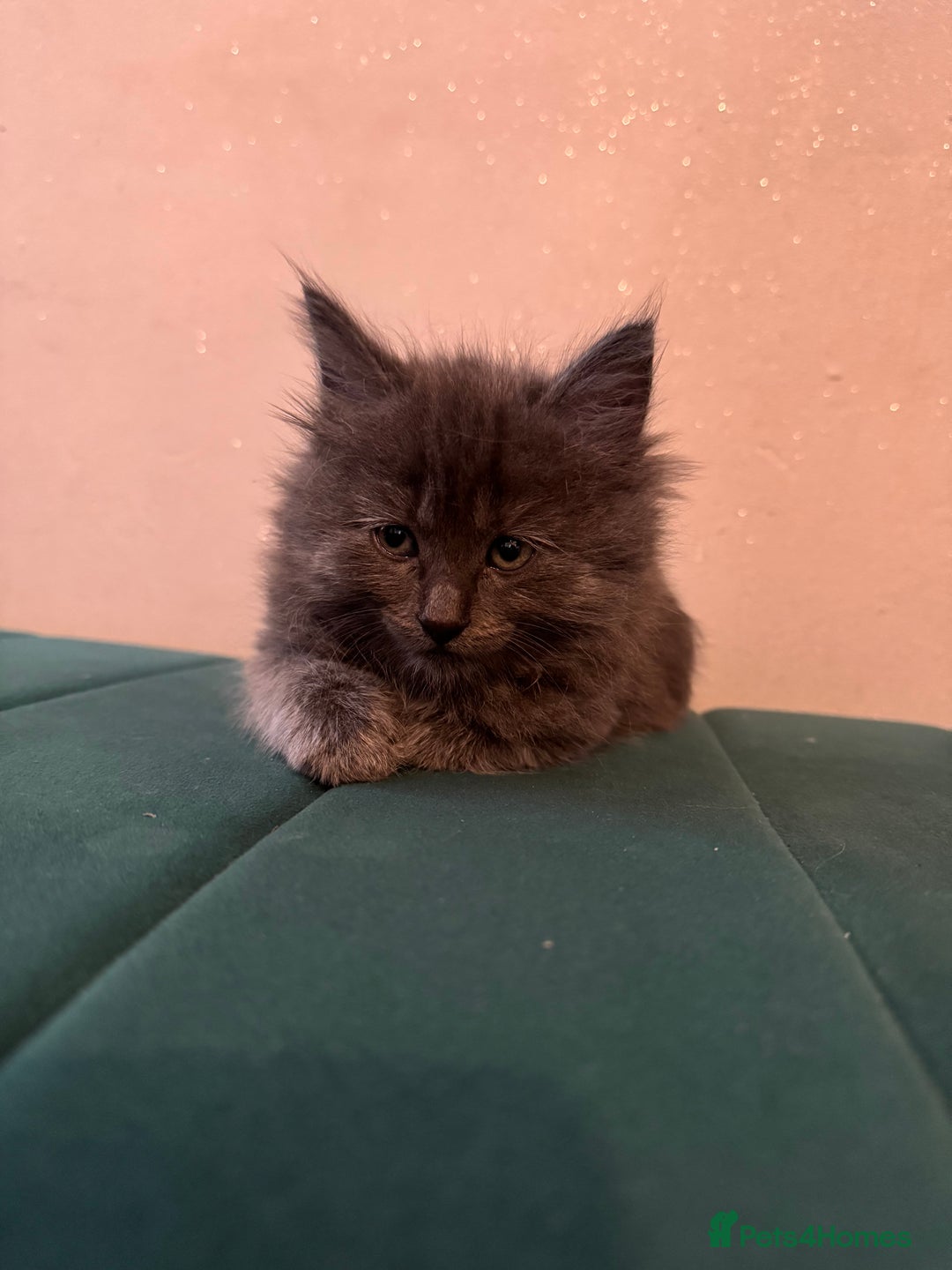 Ragdoll cats for sale: Beautiful ragdolls for sale  - Image 3