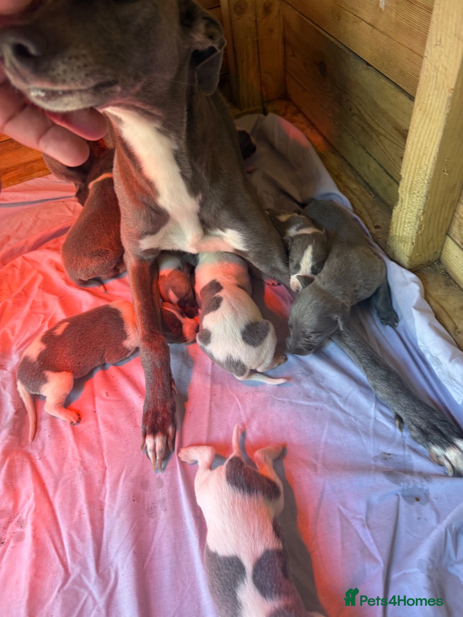 Whippet dogs Whippet puppies  - Advert 2