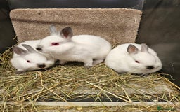 Netherland Dwarf rabbits for sale: Male Himalayan Netherland Dwarfs  - Image 3