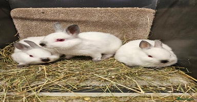 Netherland Dwarf rabbits - Advert 2