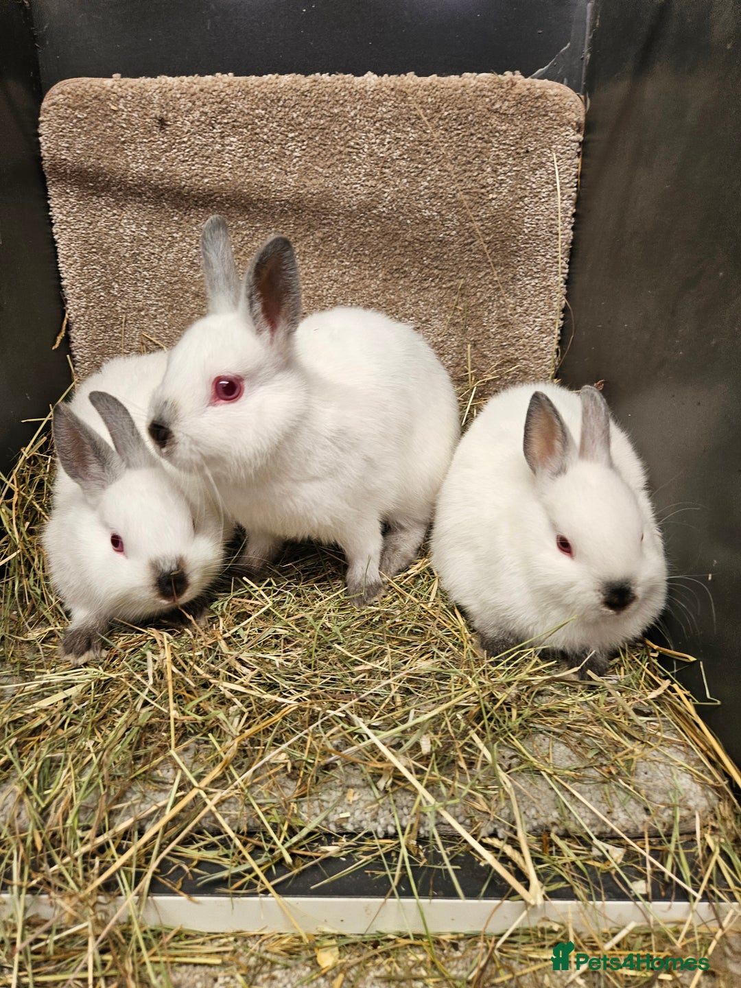 Netherland Dwarf rabbits for sale: Male Himalayan Netherland Dwarfs  - Image 3