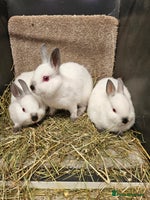 Netherland Dwarf rabbits - Advert 3