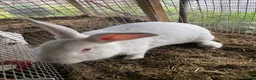 Mixed Breed rabbits for sale: New zealand, rex and mixed doves for sale! - Advert 21
