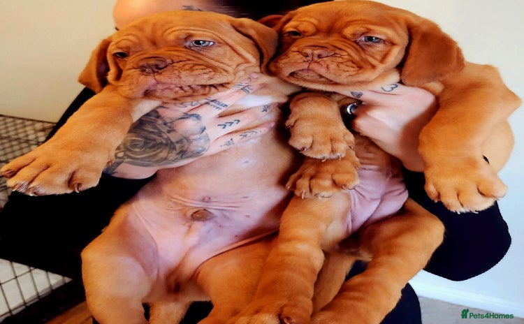 Dogue De Bordeaux dogs - Advert 1