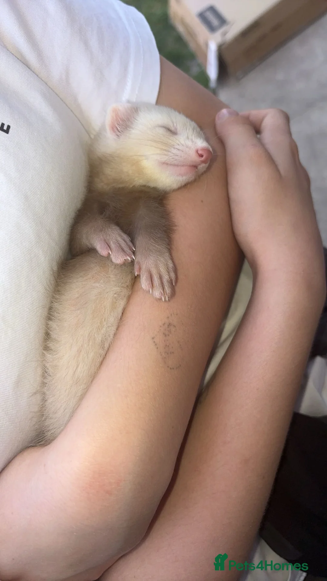 Ferret rodents for sale: Ferrets - Advert 2
