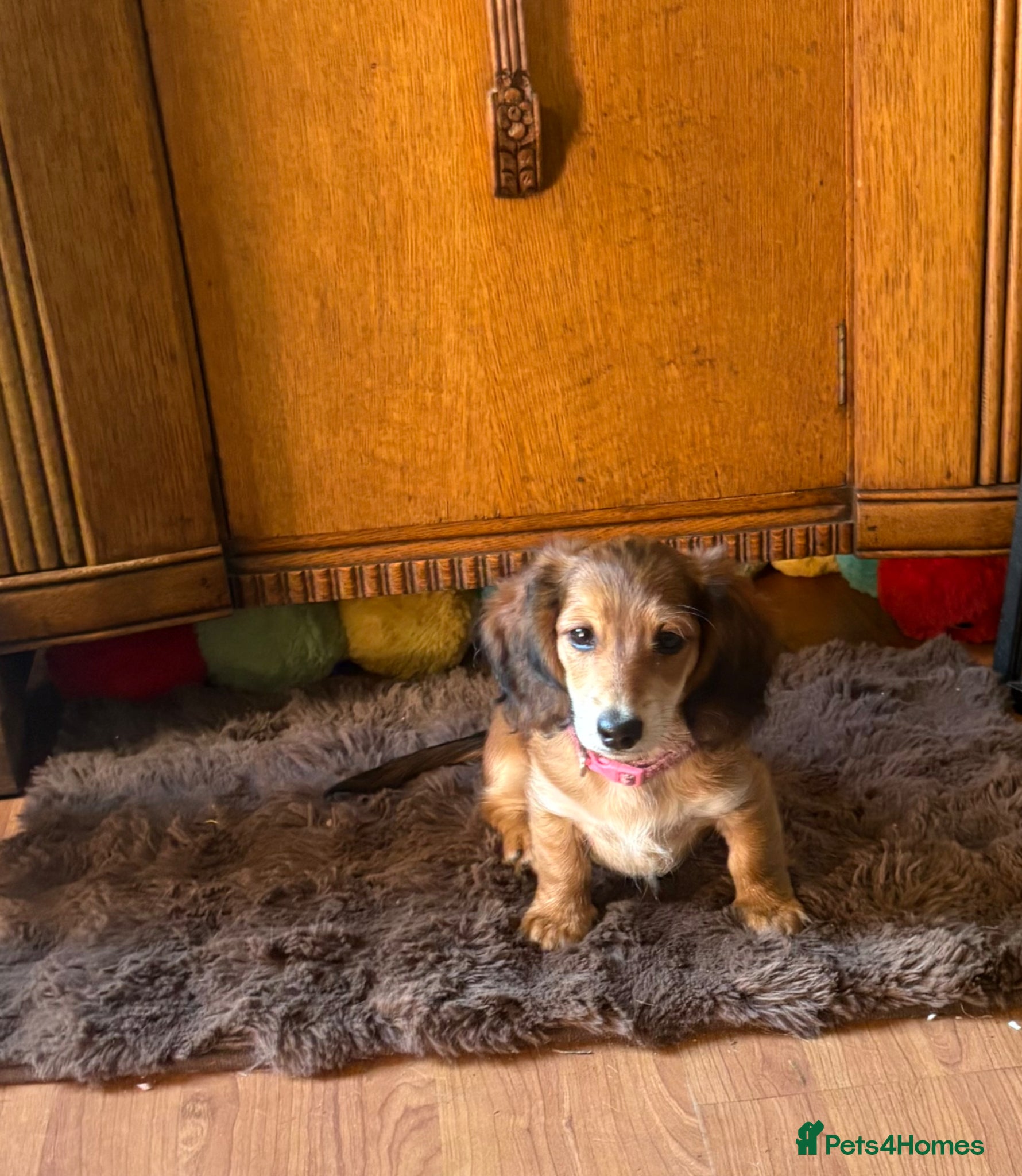Miniature Dachshund dogs Long haired miniature dachshund fully vaccinated  - Advert 7