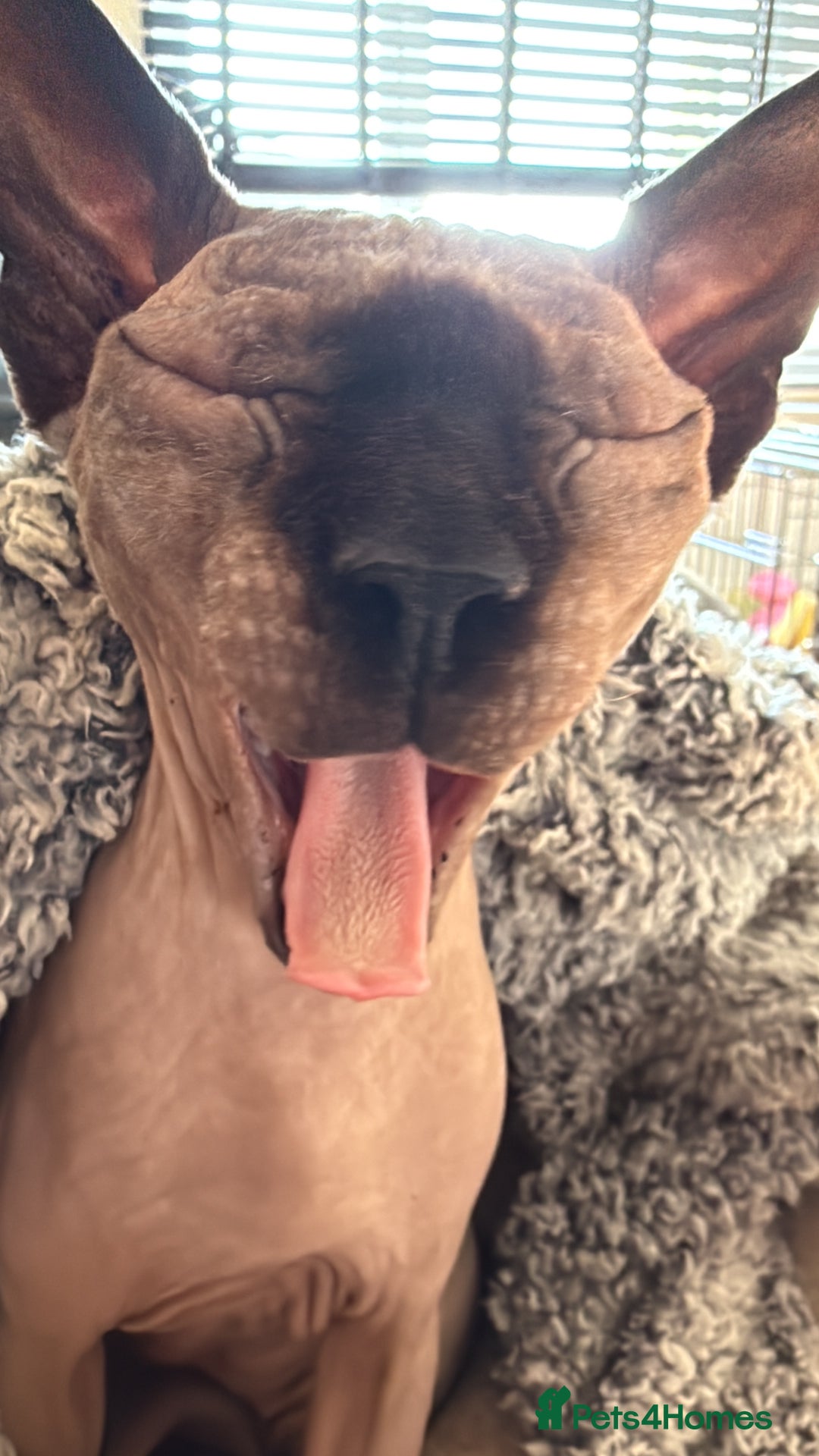 Sphynx cats for sale: Loving , chilled Boy Sphynx Cat - Advert 6