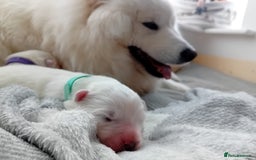 Samoyed dogs for sale: 🐾 Georgeus Pedigree Samoyed Puppies 🐾 - Image 6