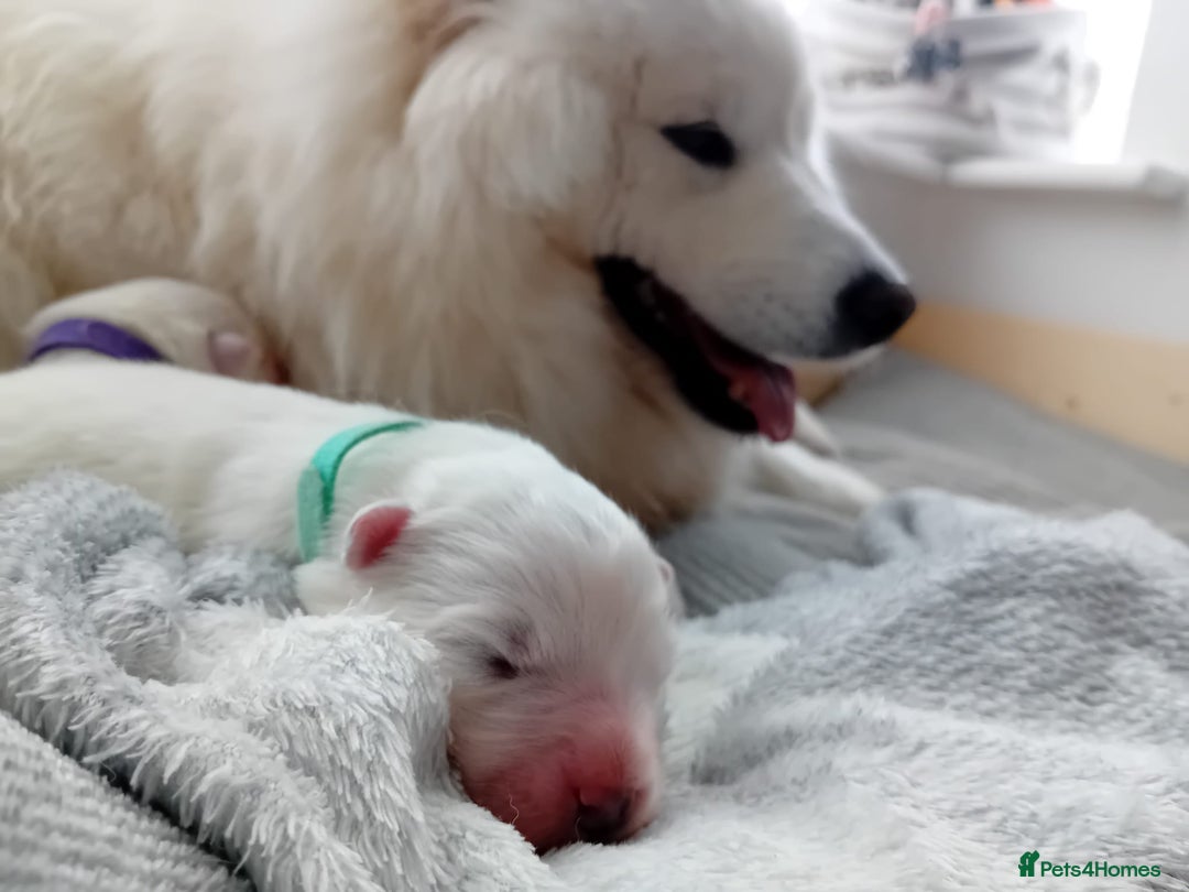 Samoyed dogs for sale: 🐾 Georgeus Pedigree Samoyed Puppies 🐾 - Image 6