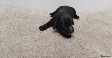 Cocker Spaniel dogs - Advert 5