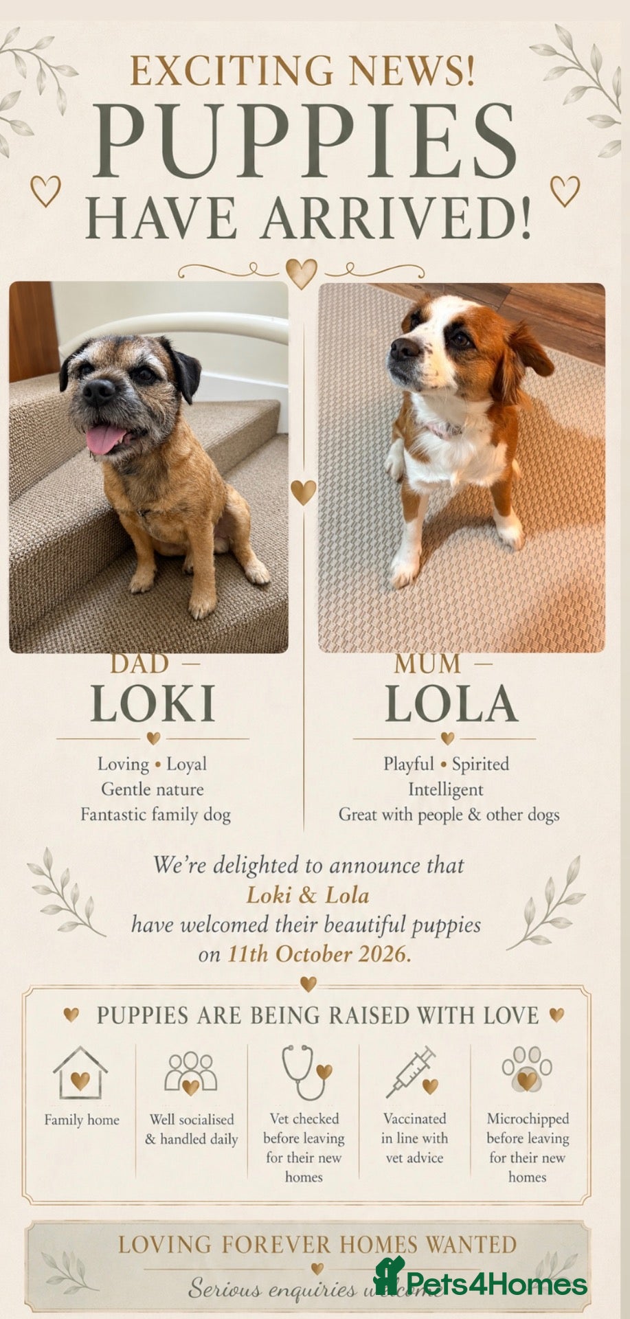 Mixed Breed dogs Border terrier X Patterdale terrier - Advert 10