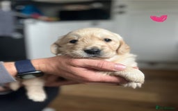 Golden Retriever dogs for sale: 🐾Three stunning golden retriever puppies. 🐾 - Image 16