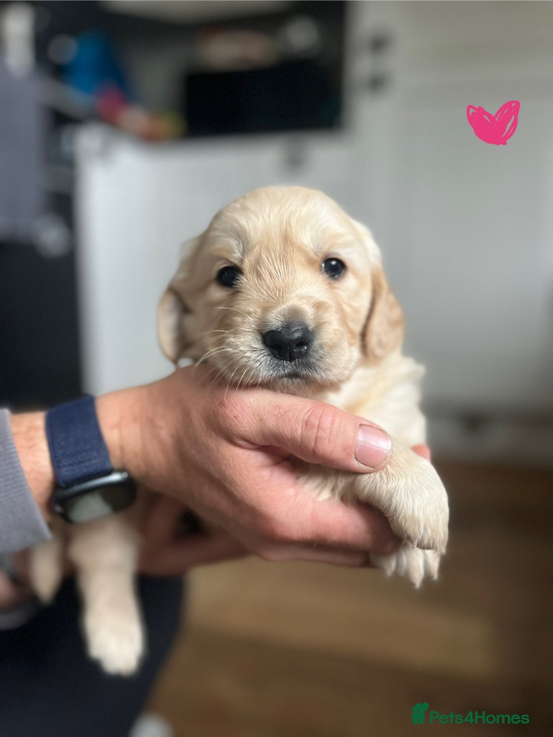 Golden Retriever dogs for sale: 🐾Three stunning golden retriever puppies. 🐾 - Image 16