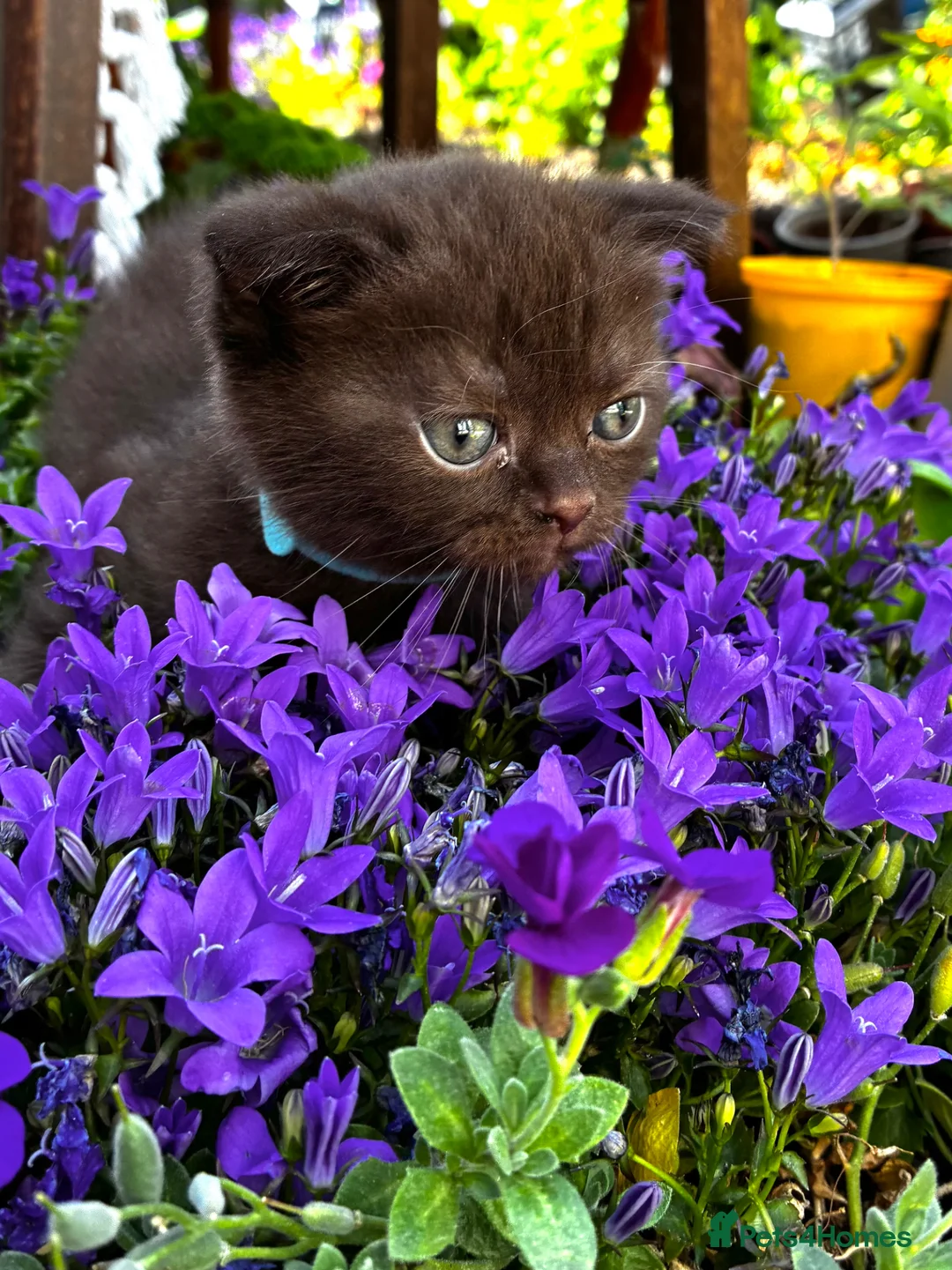 Scottish Fold cats for sale: 5 Scottish Fold Kittens for sale - Advert 13