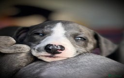 Whippet dogs for sale: Show Quality Blue Brindle KC Registered Whippets - Image 38