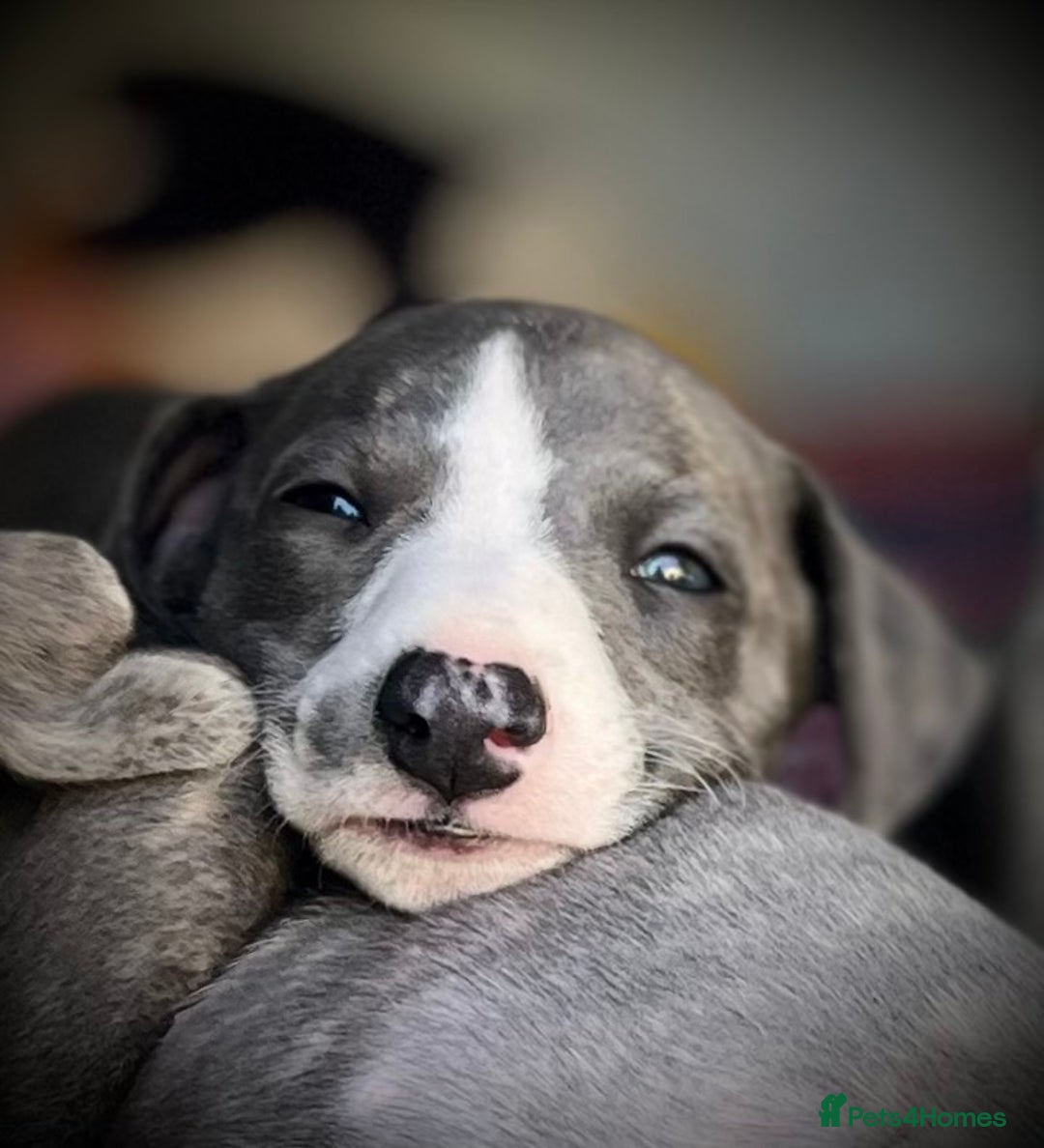 Whippet dogs for sale: Show Quality Blue Brindle KC Registered Whippets - Image 38