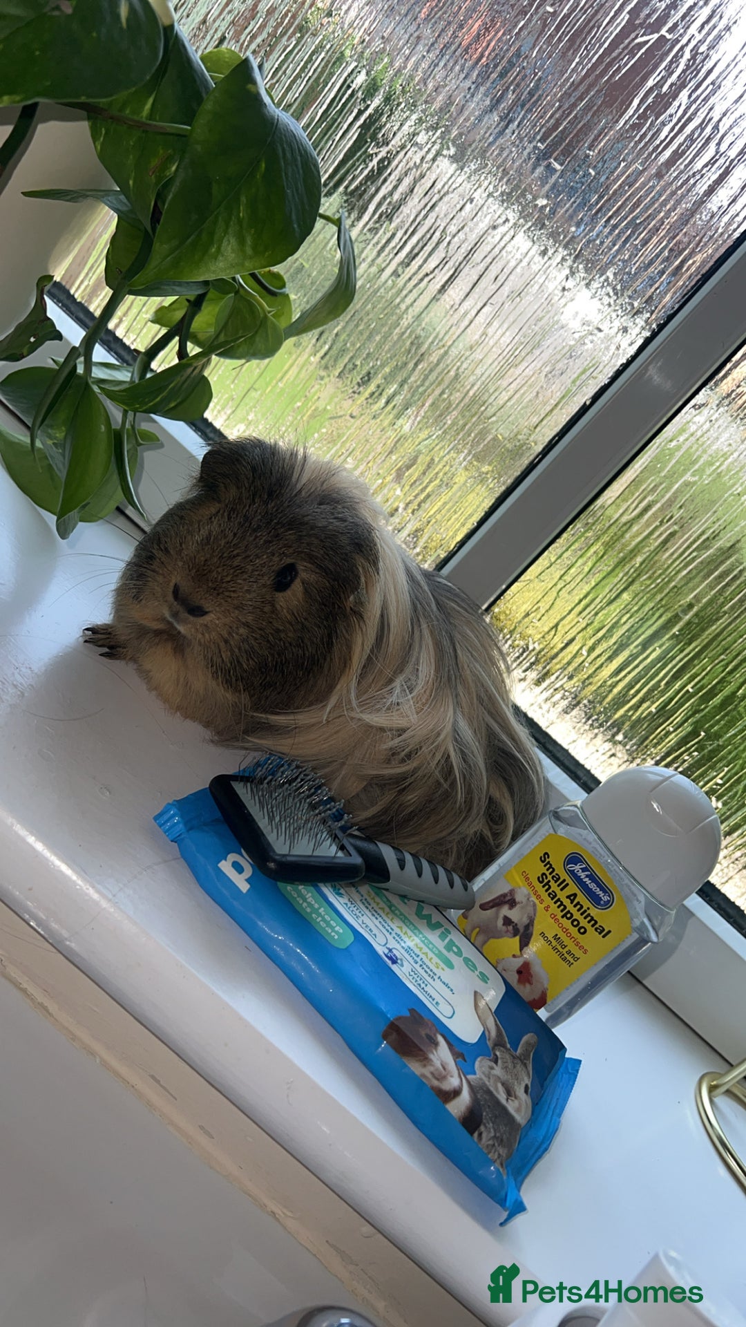 Guinea Pig rodents for sale: 2 male guinea pig brothers  - Image 3