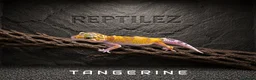 Leopard Gecko reptiles for sale: LEOPARD GECKOS - Advert 3