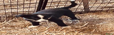 Border Collie 1
