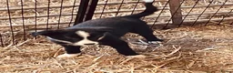 Border Collie dogs for sale: Collie puppies for sale - Advert 15