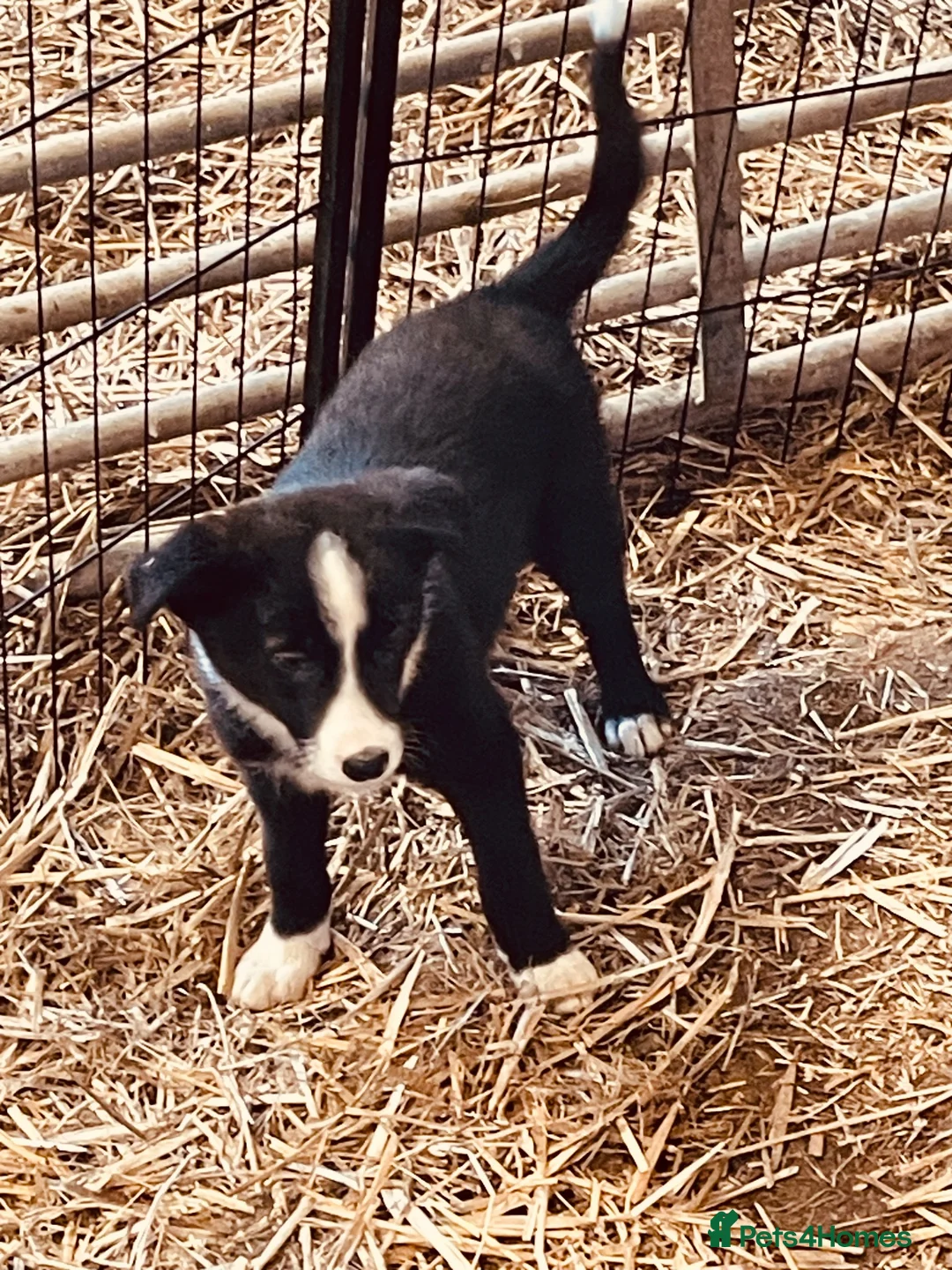 Border Collie dogs for sale: Collie puppies for sale - Advert 15