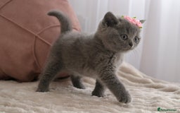 British Shorthair cats for sale: ❤️British Shorthair Kittens GCCF -Ready December  - Image 3