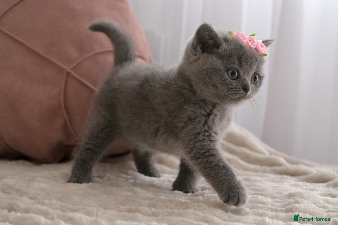 British Shorthair cats for sale: ❤️British Shorthair Kittens GCCF -Ready December  - Image 3