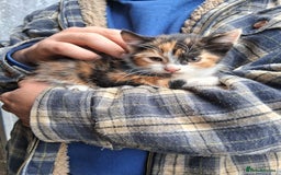 Mixed Breed cats for sale: Kittens available looking for their forever homes  - Image 5