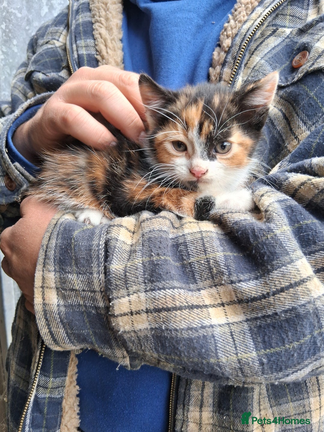 Mixed Breed cats for sale: Kittens available looking for their forever homes  - Image 5
